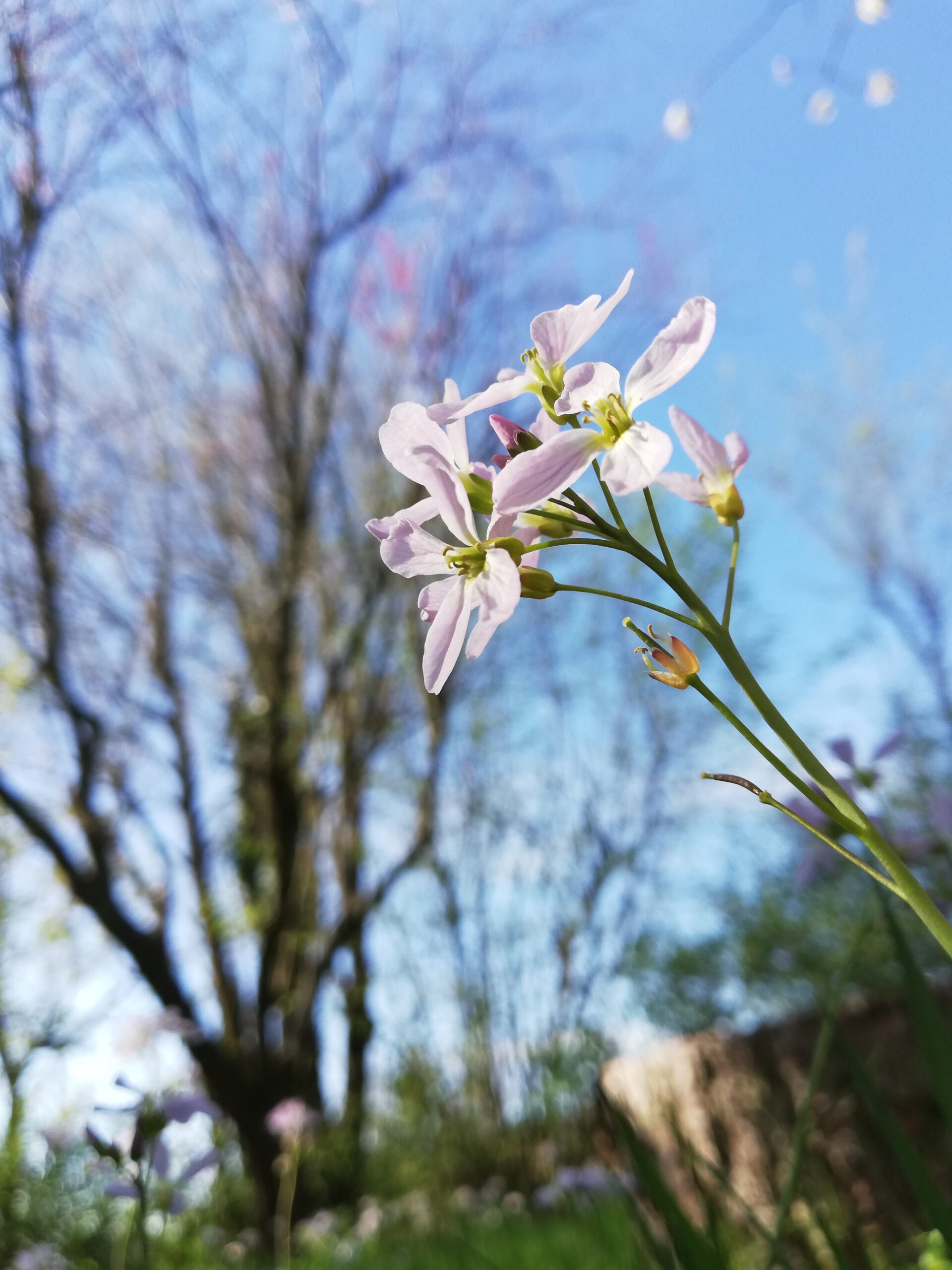 Natur – Wohlfühloase Katja Schenk ätherische Öle
